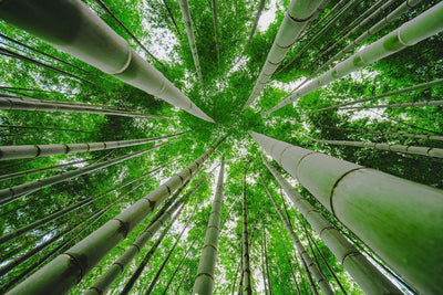 Papier Peint Bambous Verts