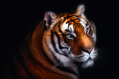 Papier Peint Photo Le Tigre