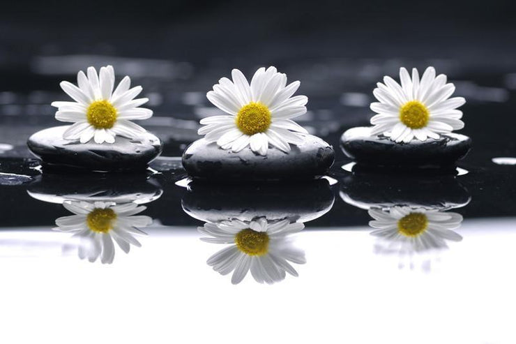 Daisies and pebbles Wall Mural-Florals,Zen,Featured Category of the Month-Eazywallz