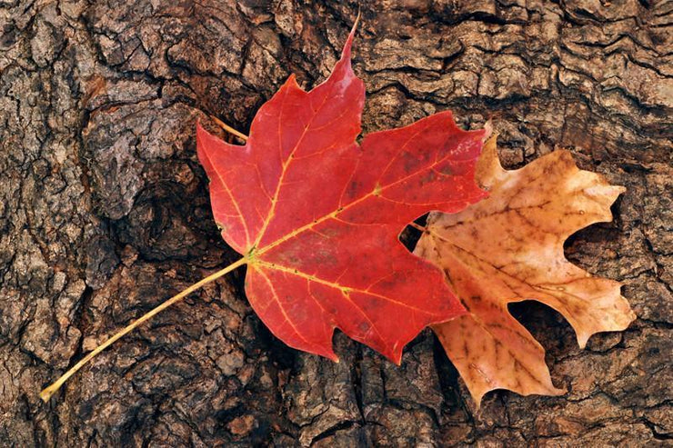 Maple leaves against the bark of a tree Wall Mural-Textures-Eazywallz