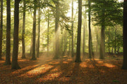 Morning sun Wall Mural-Landscapes & Nature,Best Seller Murals-Eazywallz