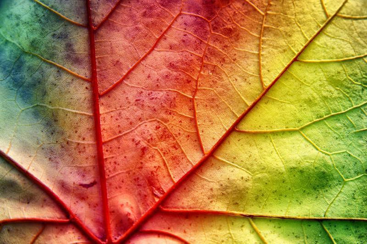 Multicolor leaf Wall Mural-Macro,Textures-Eazywallz