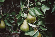 Pear Tree Wall Mural-Food & Drink-Eazywallz