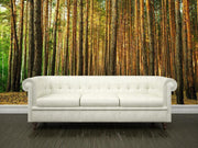 Pine tree forest Wall Mural-Landscapes & Nature-Eazywallz