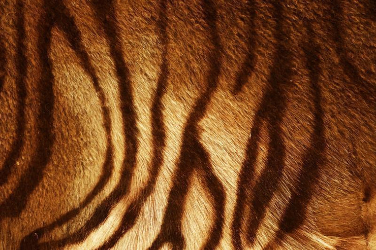 Tiger texture Wall Mural-Animals & Wildlife,Textures-Eazywallz