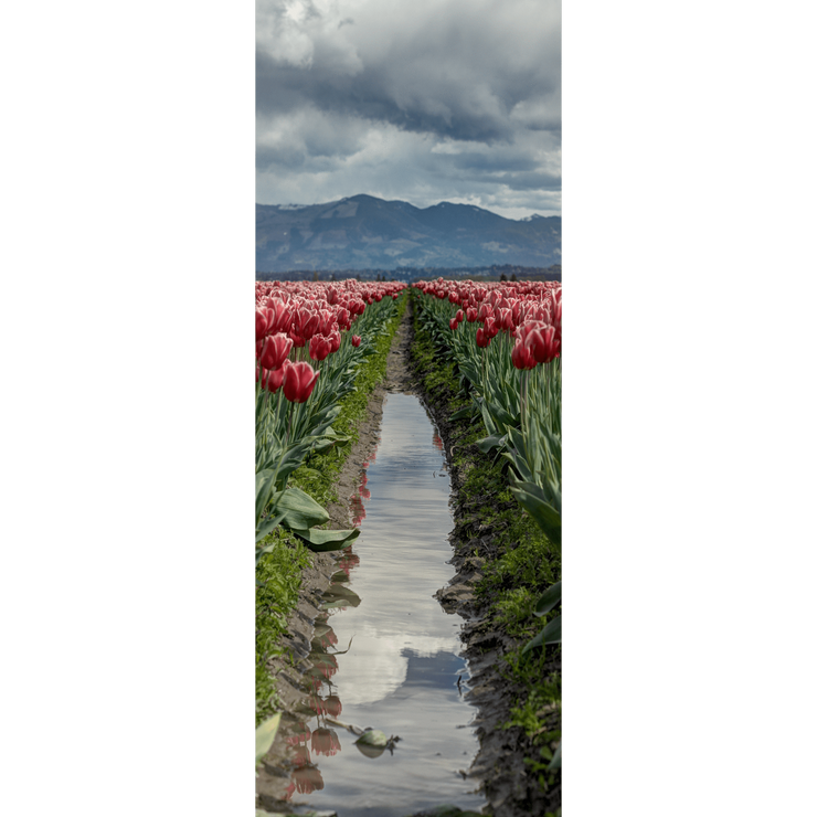 Tulip Field Path Door Mural-Landscapes & Nature-Eazywallz