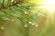 Water drops on pine tree Wall Mural-Macro,Textures-Eazywallz