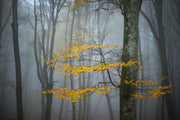 Photo Wallpaper Forest in Autumn