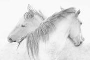 Photo Wallpaper Horses