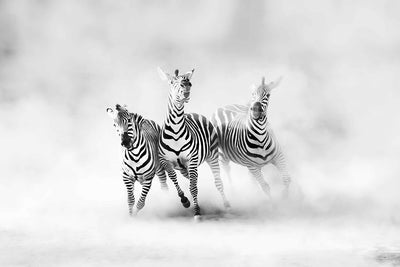 Photo Wallpaper Zebras