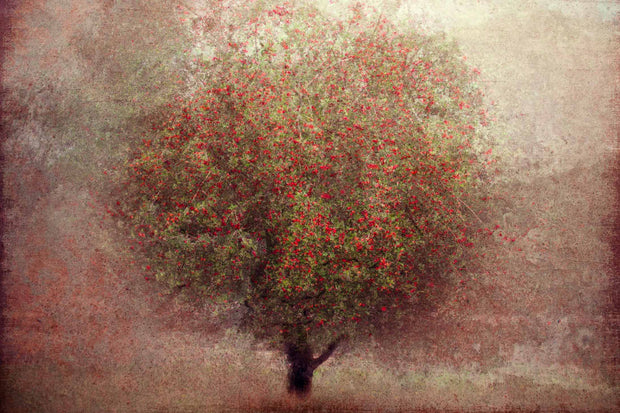 Photo Wallpaper Apple Tree