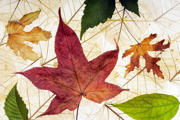 Autumn leaves Wall Mural-Macro,Textures-Eazywallz