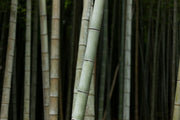 Bamboo Close up wall Mural Wall Mural-Landscapes & Nature,Zen-Eazywallz