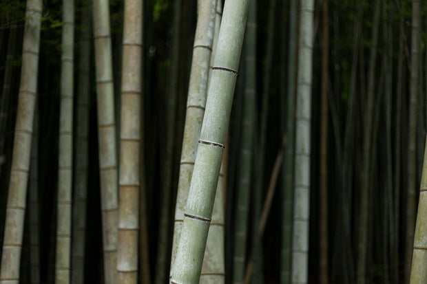 Bamboo Close up wall Mural Wall Mural-Landscapes & Nature,Zen-Eazywallz