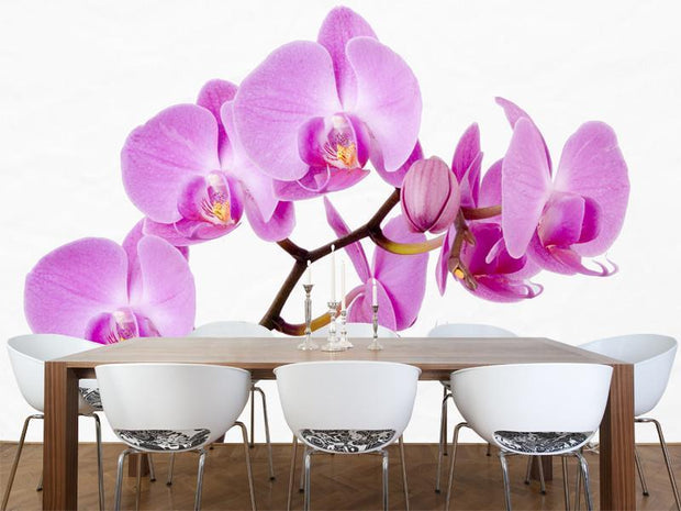 Beautiful orchid Wall Mural-Florals,Featured Category of the Month-Eazywallz