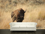 Bison on Yellowstone Wall Mural-Animals & Wildlife-Eazywallz