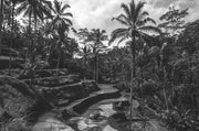 Black and White Bali Jungle Wall Mural-Black & White,Landscapes & Nature-Eazywallz