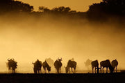 Blue wildebeest in dust at sunrise Wall Mural-Animals & Wildlife,Landscapes & Nature-Eazywallz