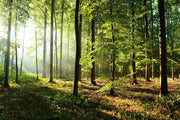 Bright Morning Forest Wallpaper Mural