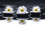 Daisies and pebbles Wall Mural-Florals,Zen,Featured Category of the Month-Eazywallz