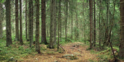 Deep Pine Forest Wall Mural-Landscapes & Nature,Panoramic-Eazywallz