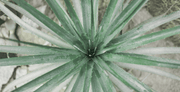 Desert Green Plant Table Skin-floral-Eazywallz