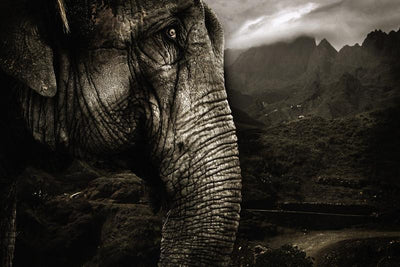 Elephant in tropical surroundings Wall Mural-Animals & Wildlife,Black & White-Eazywallz