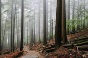 Foggy Forest & Hiking Trail Wall Mural-Landscapes & Nature-Eazywallz