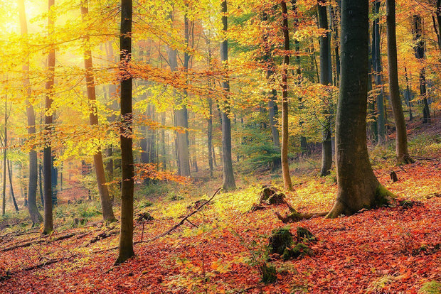 Forest in Autumn Wall Mural-Landscapes & Nature-Eazywallz