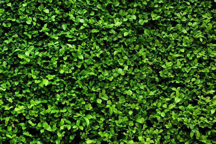 Green bush texture Wall Mural-Textures-Eazywallz