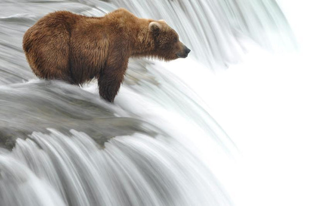 grizzly bear waiting for lunch Wall Mural-Animals & Wildlife,Landscapes & Nature-Eazywallz