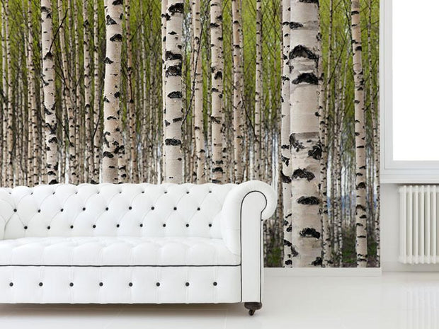 Grove of Birch Trees Wall Mural-Landscapes & Nature-Eazywallz