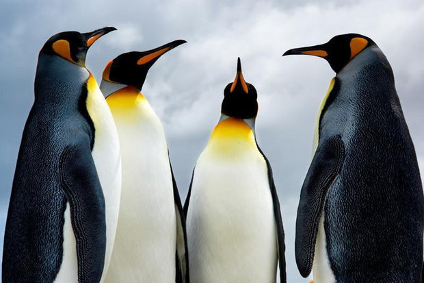 King penguins Wall Mural-Animals & Wildlife-Eazywallz