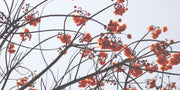 Orange Flower Table Skin-Landscapes & Nature-Eazywallz