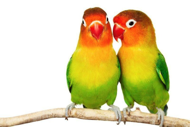 Pair of lovebirds Wall Mural-Animals & Wildlife,Featured Category of the Month-Eazywallz