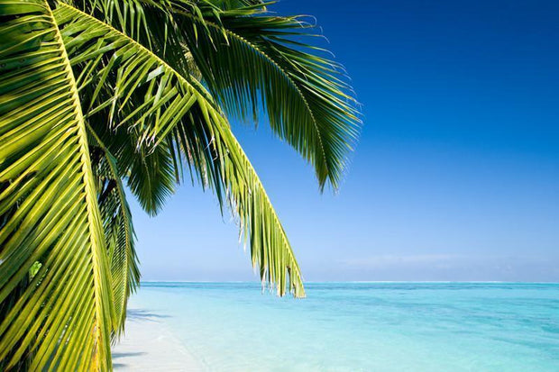 Palm tree on a tropical beach Wall Mural-Tropical & Beach-Eazywallz