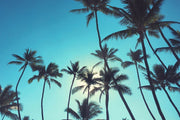 Palm Trees & Blue Skies Wall Mural-Tropical & Beach-Eazywallz
