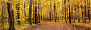 Path in Autumn Park Wall Mural-Landscapes & Nature,Panoramic-Eazywallz