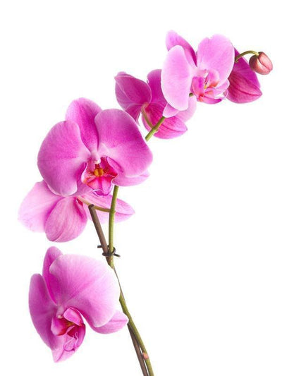 Pink orchids Wall Mural-Florals,Featured Category of the Month-Eazywallz