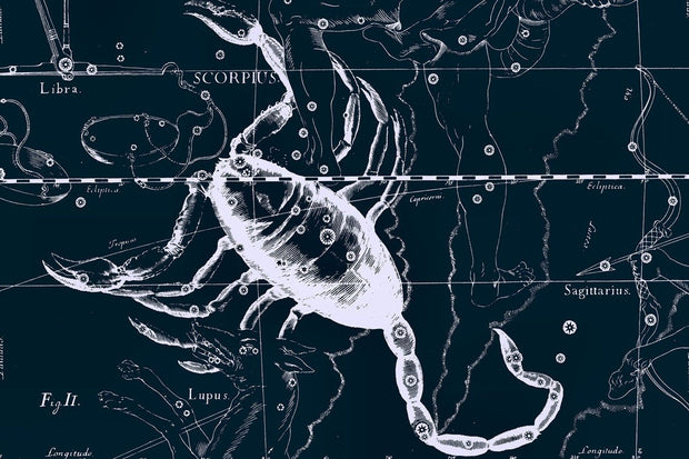 Scorpio Constellation Map in Navy Wall Mural-astrology-Eazywallz
