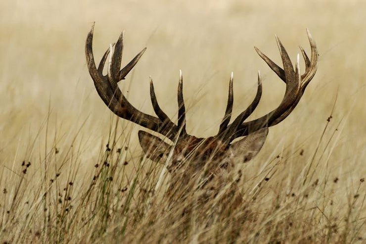 Stag horns Wall Mural-Animals & Wildlife-Eazywallz