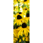 Sunflower Field Door Mural-Florals,Macro-Eazywallz