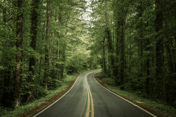 Tennessee Forest Road Wall Mural-Landscapes & Nature-Eazywallz