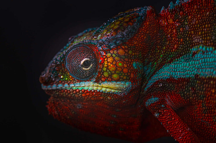 Photo Wallpaper The Chameleon