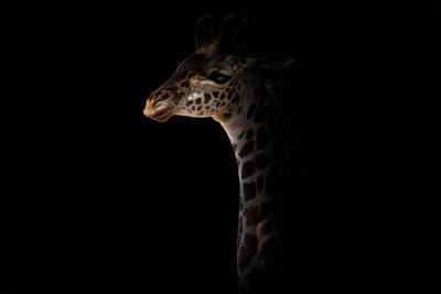 Photo Wallpaper The Giraffe