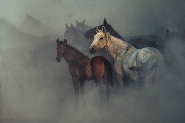 Photo Wallpaper The Lost Horses
