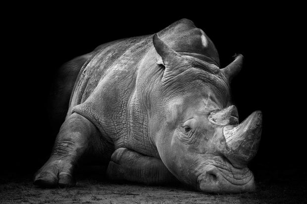 Photo Wallpaper The Rhinoceros