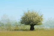 Photo Wallpaper Tree and Flowers