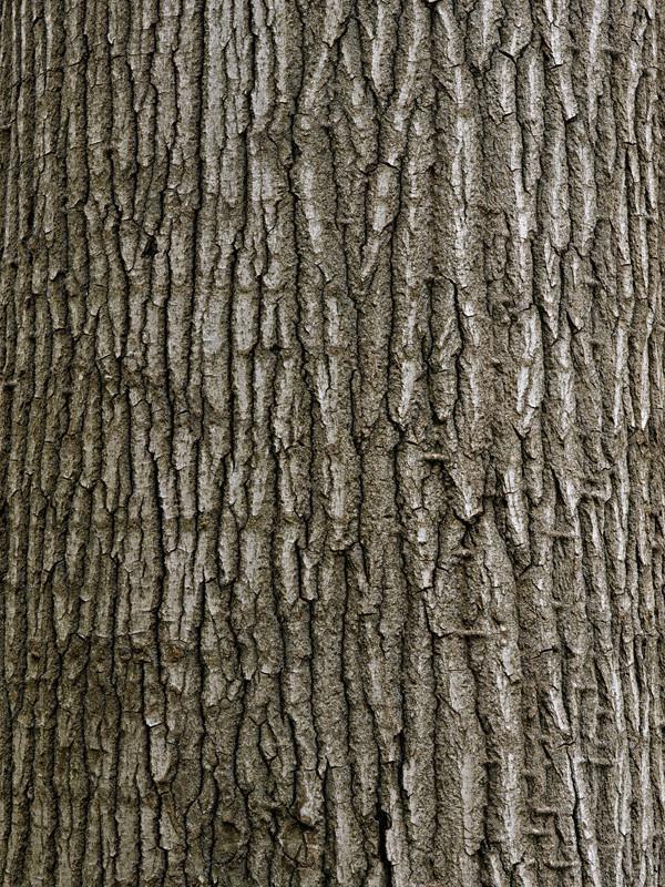 Tree trunk texture Wall Mural-Textures-Eazywallz