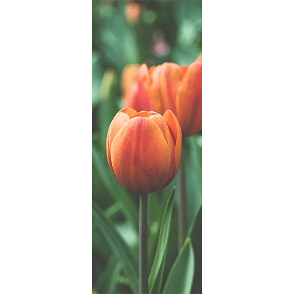 Tulip Flower Door Mural-Florals,Macro-Eazywallz